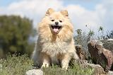 SPITZ ALLEMAND 293